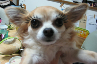 Illustration for article titled Fake Eyelashes on Pets Might Be a Thing